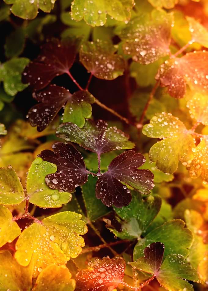 colored autumn leafs