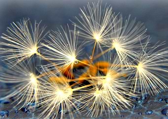 a macro still life of a group of dandelion seedheads on ...