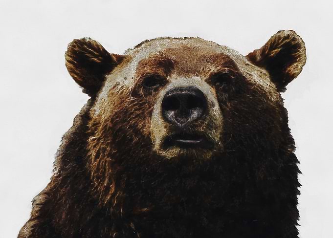Brown bear