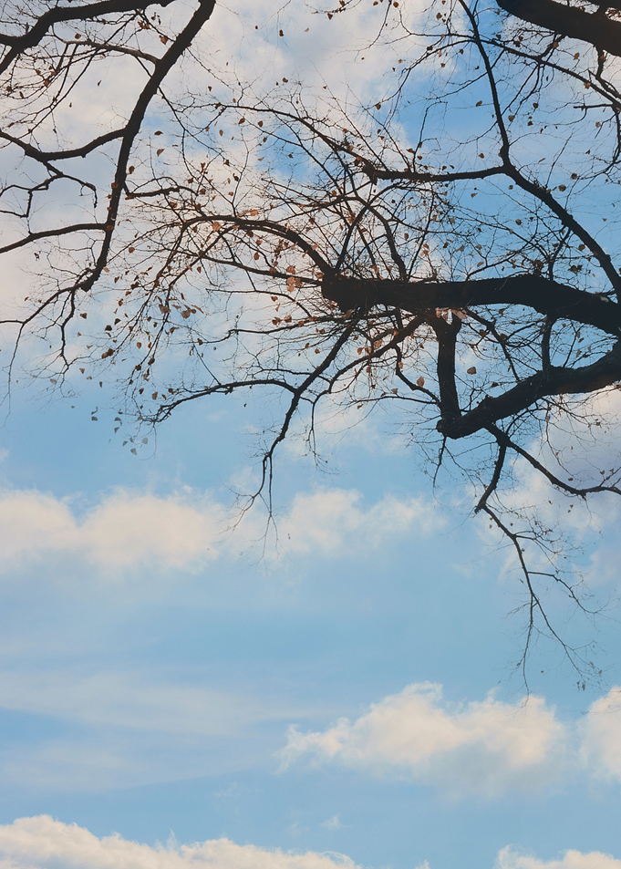 Last Leaves of Autumn