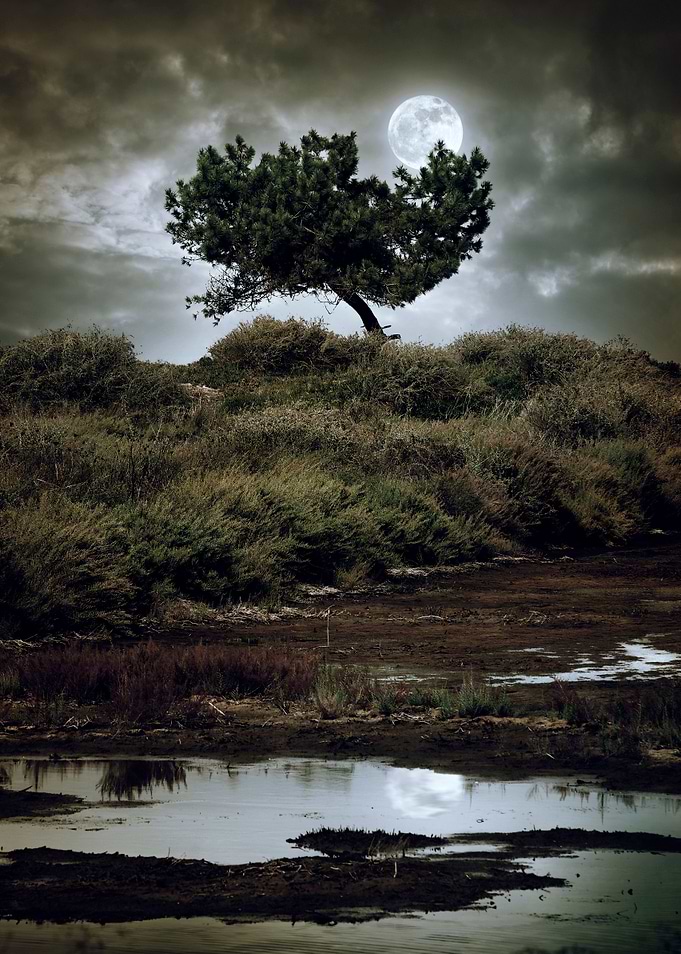 Landscape with a swamp and a single pine tree against f ...