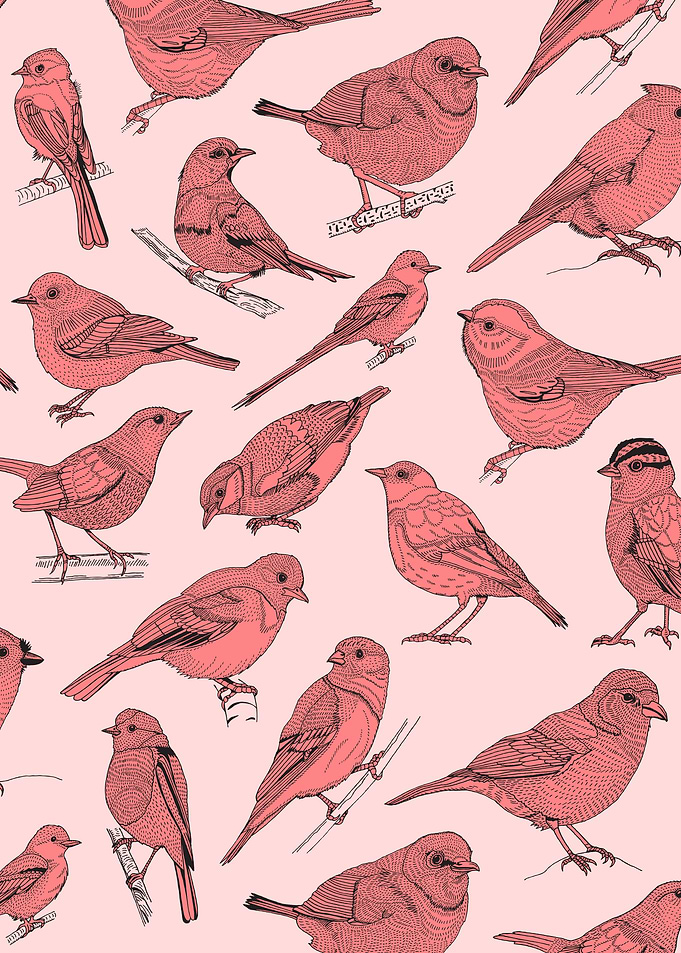 Birds illustration