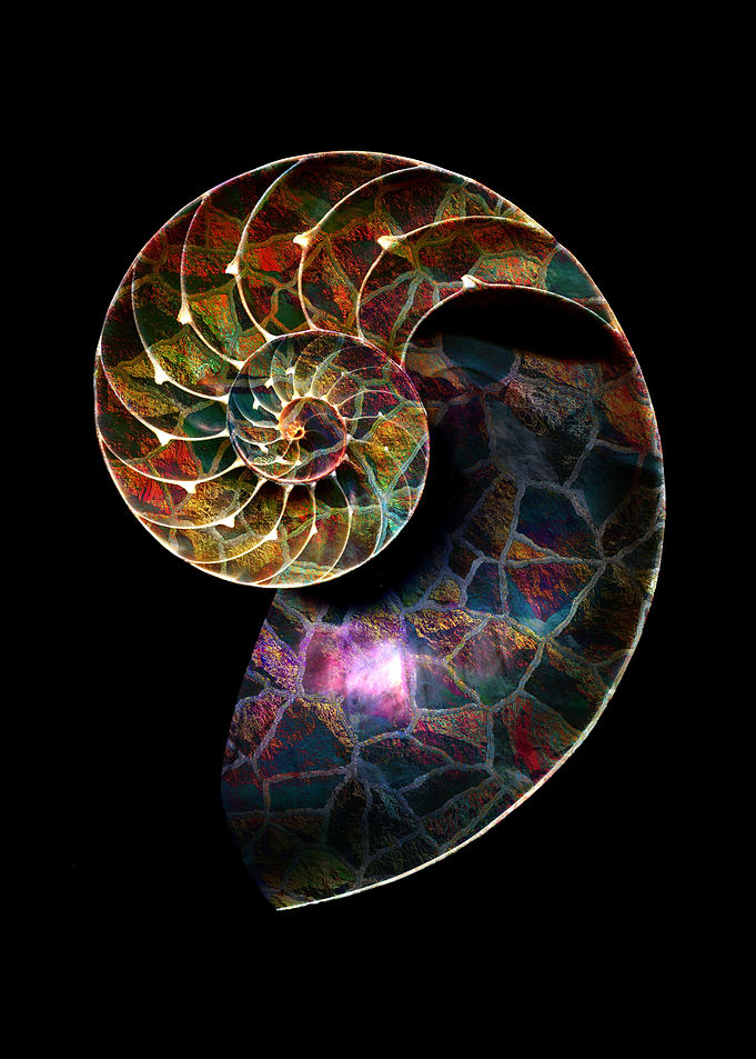 Fossils Mosaic - The Nautilus