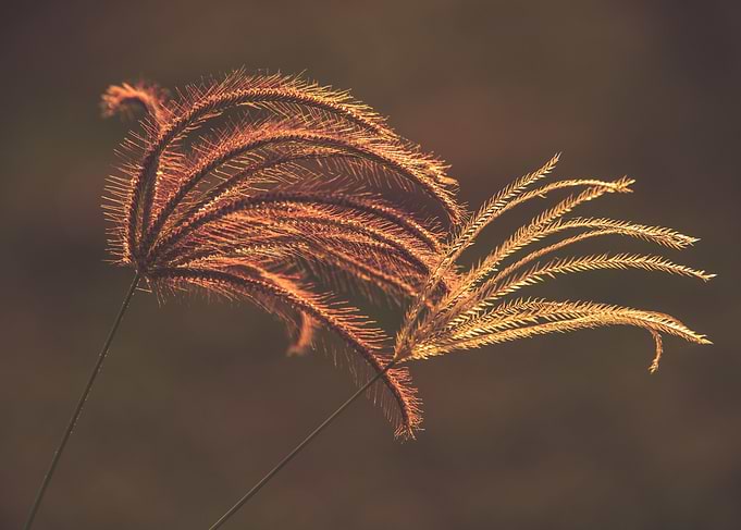 Grass in dream afternoon sunlight