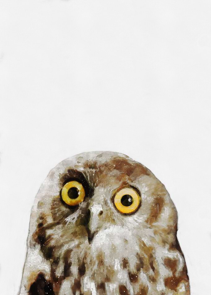 Baby owl