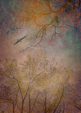 Landscape 01