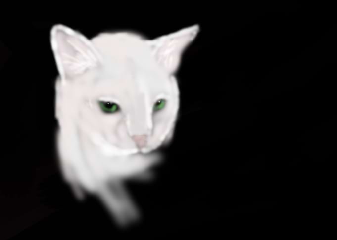 The fierce and longing look of a cat is precious. What ...