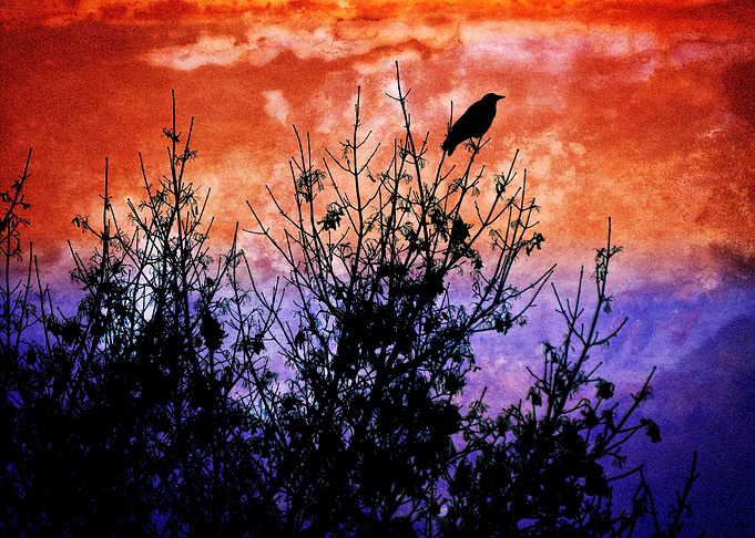 Raven Sentinel