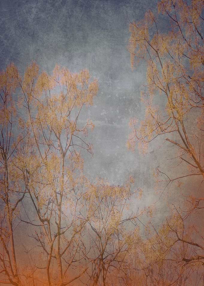Landscape 5
