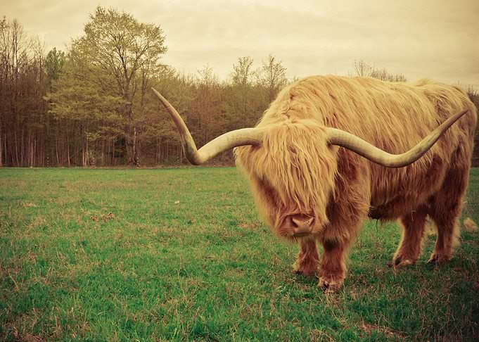 Scottish Highland Steer Portrait
