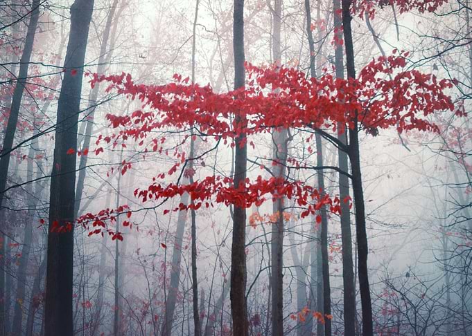 Morning Fog