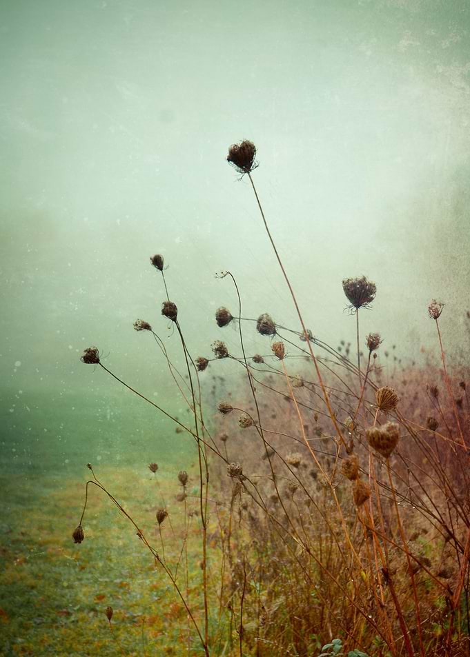 A Dense Fog Surrounded Her