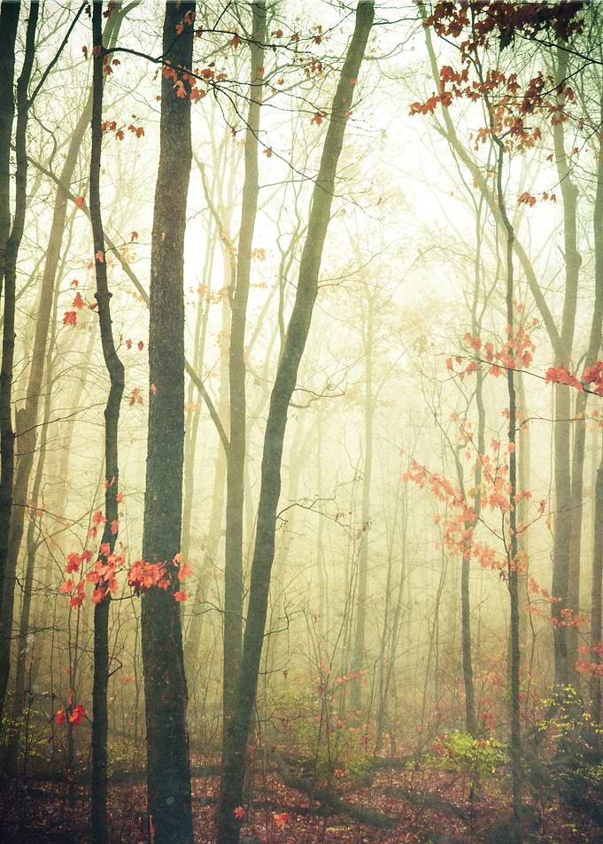 The Woods are Lovely Dark and Deep