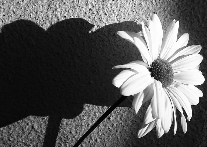 black and white photo of a daisy