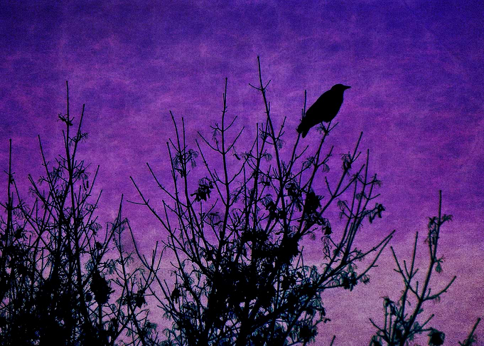 Blackbird in Tree