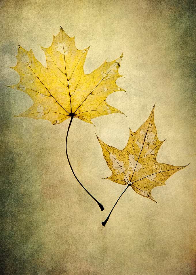 Two yellow dried mapple leaves