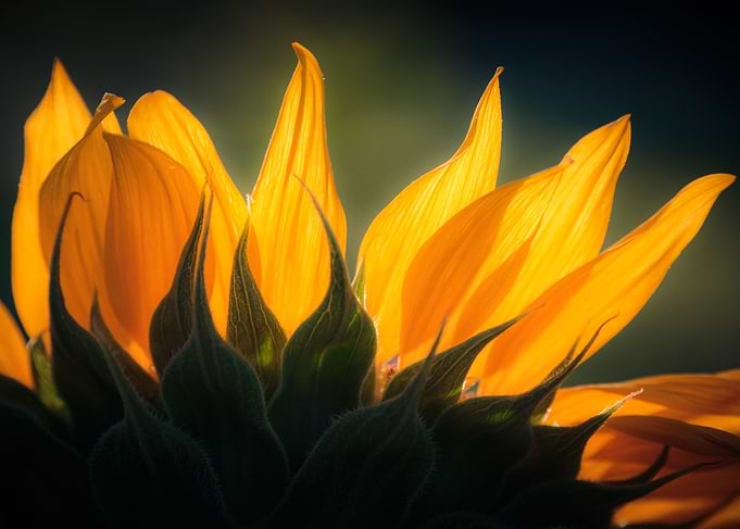 Sunflower in morning backlight