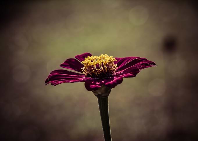 One flower standing