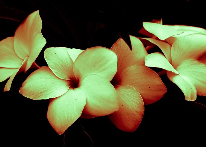 Plumeria dark coffee brown tinted