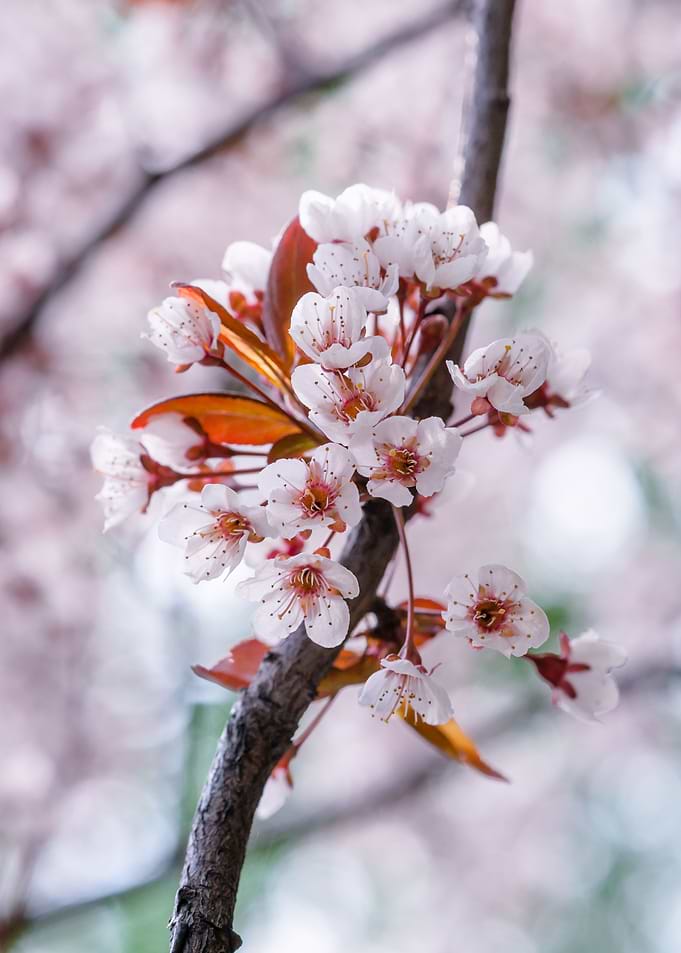 Pink Japanese Cherry Tree