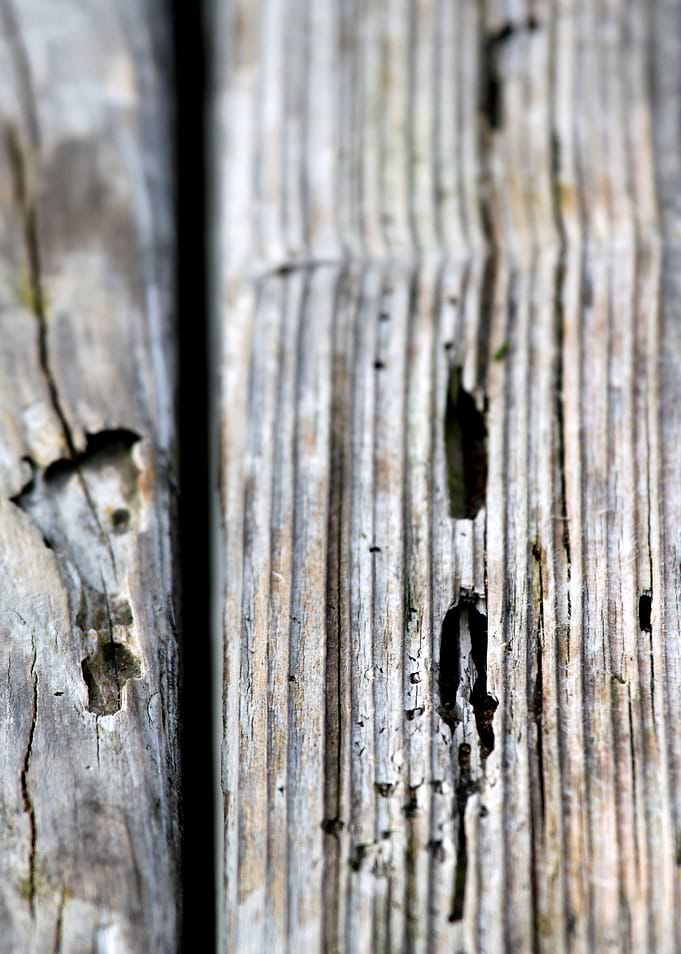 Old Wood Texture Texture of old wood with many termites ...