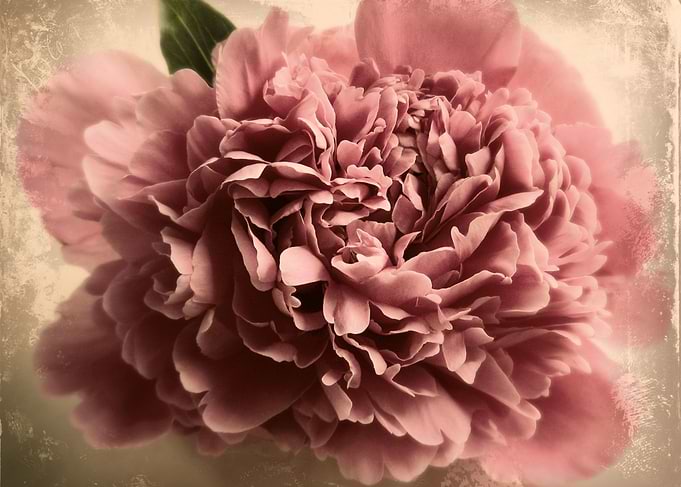 a peony flower I photographed, and enhanced using diffe ...