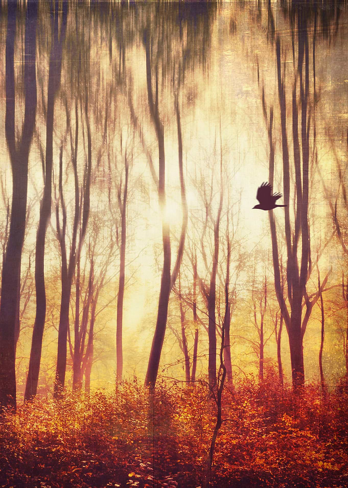 Sunrise on a hazy fall morning - abstract forest scener ...