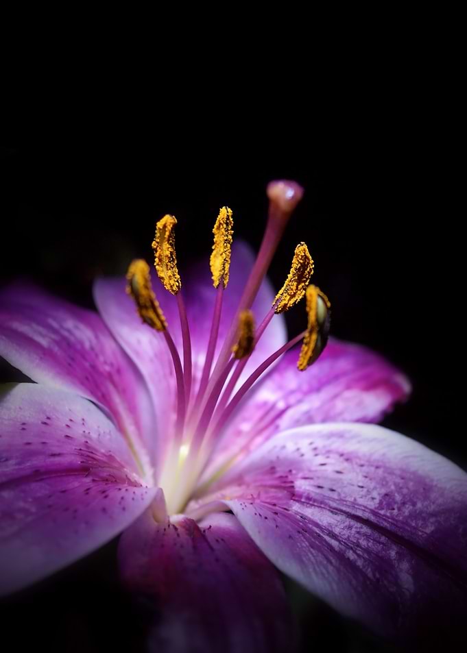Beauty in the Night