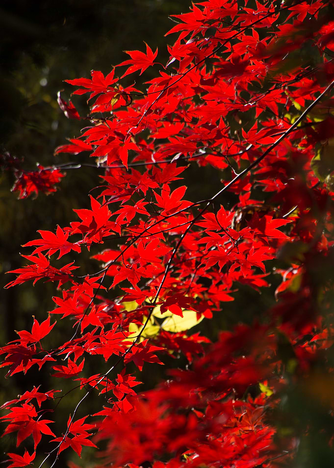 Autumns Colorful Red Leafs
