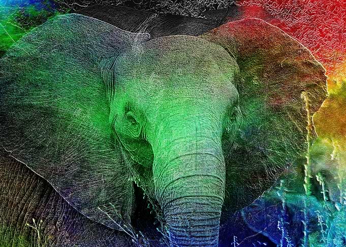 Elephant