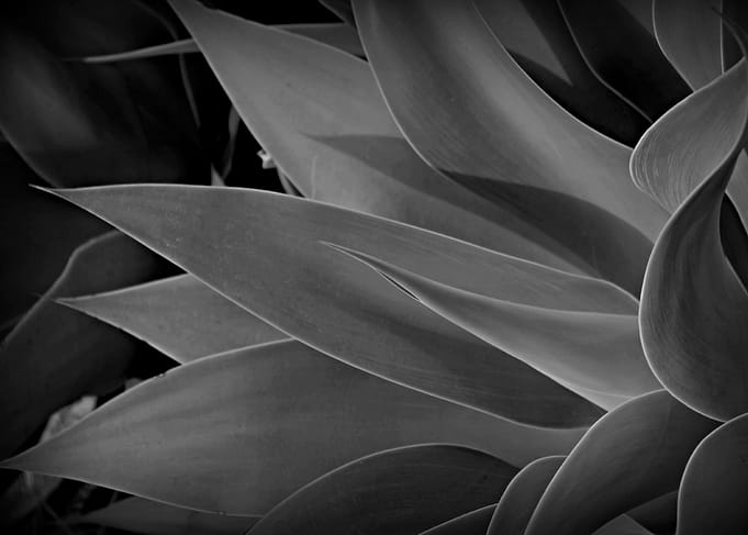 Dark and bold black and white abstract image of a Argav ...