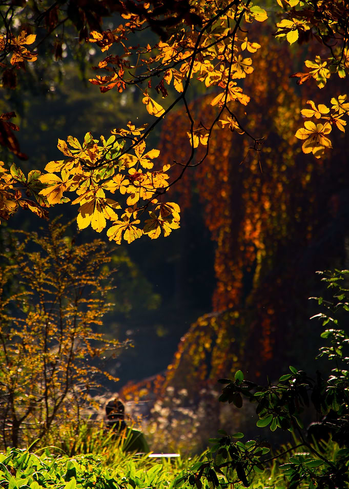 Beauty Sunny Autumn Day