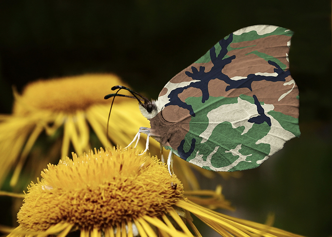 Funny and cute camouflaged butterfly