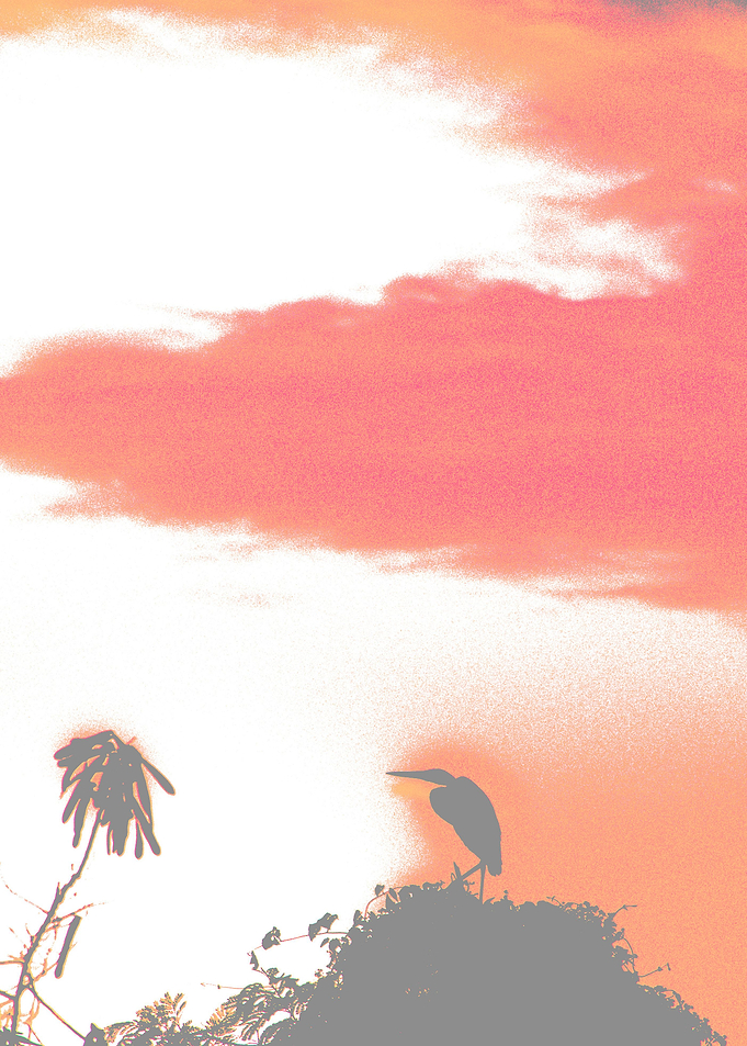 One Heron in the sunrise. Silhouette with tinted sky.