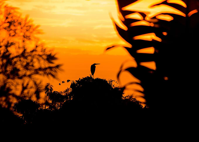 Heron silhouette in orange sunrise in Asia