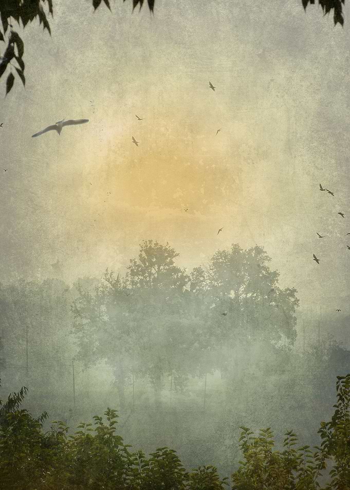 Landscape 14
