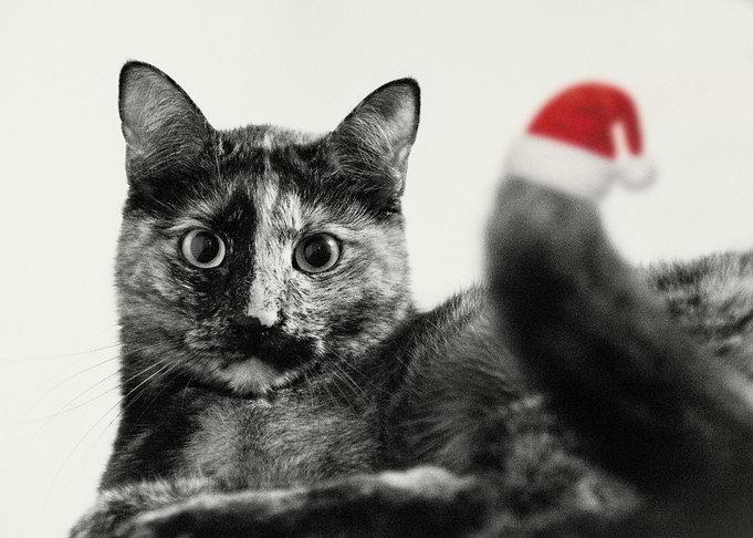 Merry Christmas!