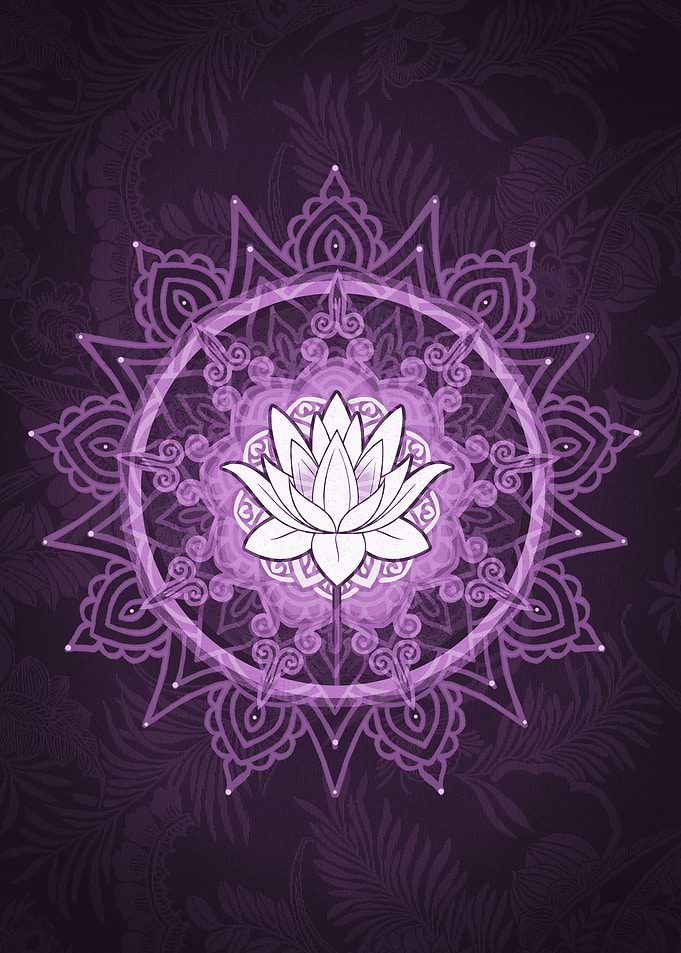 Purple Lotus