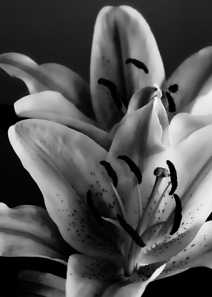 The beautiful Stargazer Lily is just one of the wonderf ...