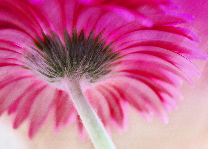 Gerbera Umbrella is a mixed media art and photography p ...
