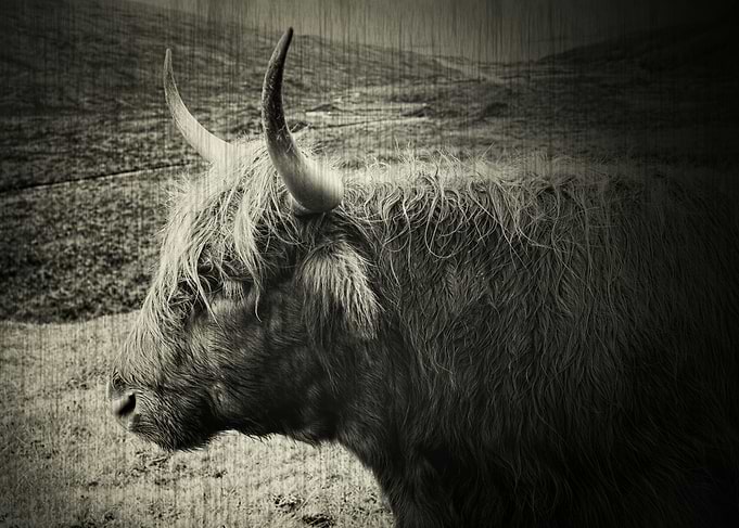 Black and white vintage photography of the wonderful ru ...