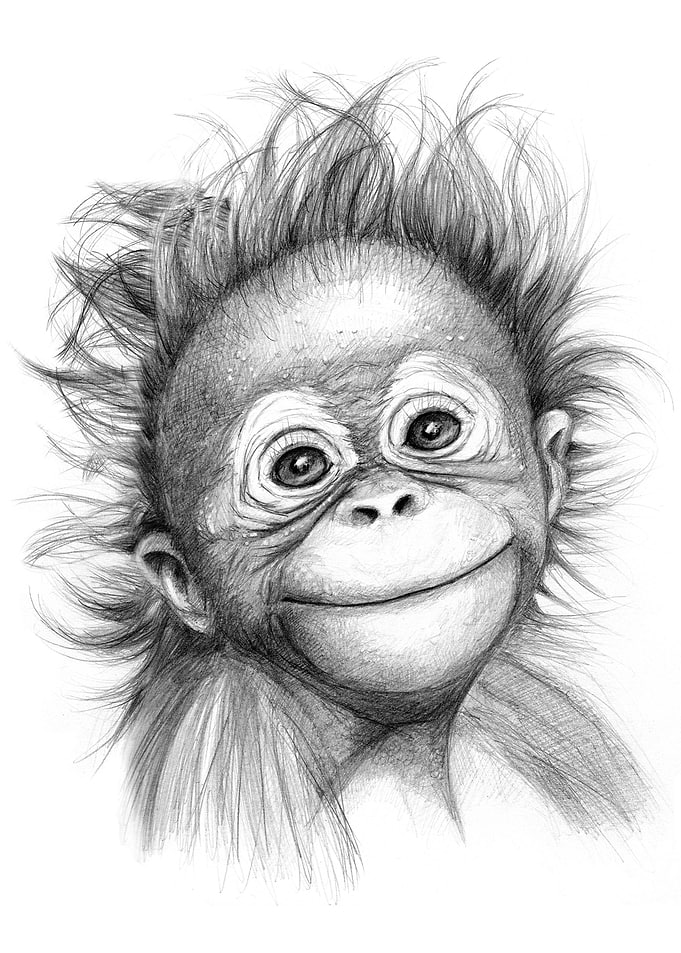 Happy orang outan baby G2015-121 graphite drawing by S ...