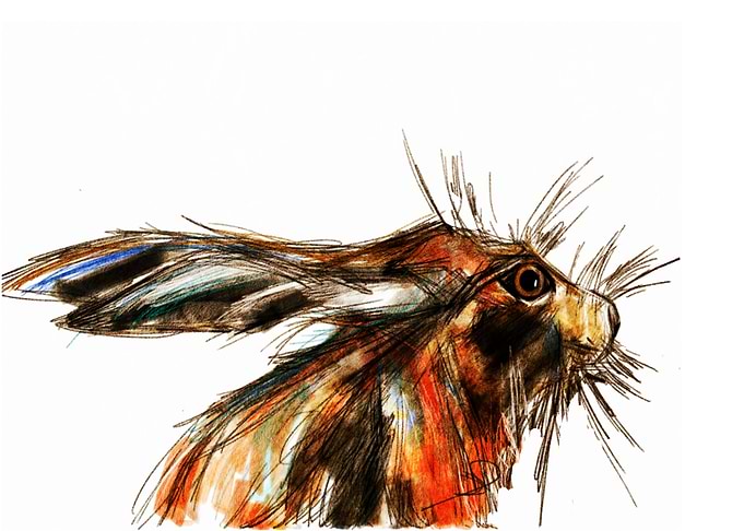 Hare