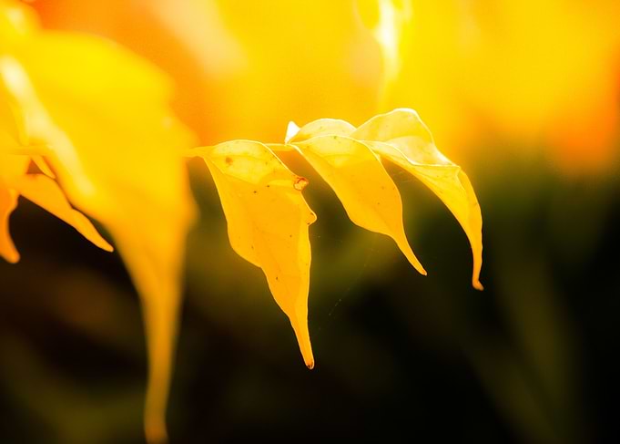 Yellow leafs in autumn