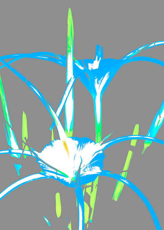 Hymenocallis Spider lily