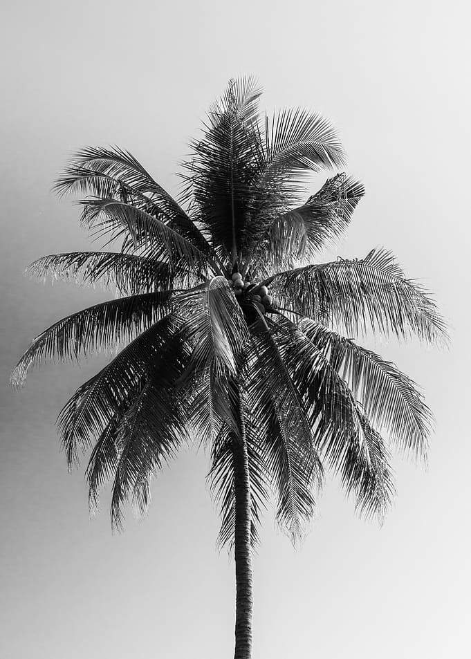 Coconut Tree in black and white