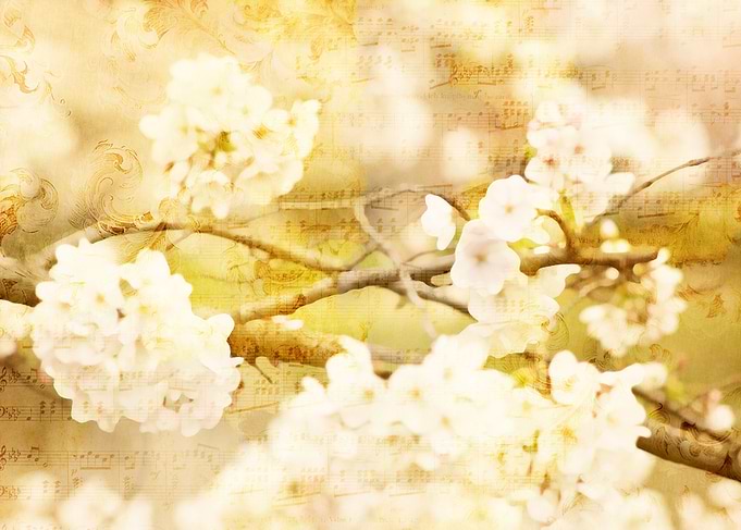 Song of Spring Lovely White Cherry Blossoms - Beautiful ...