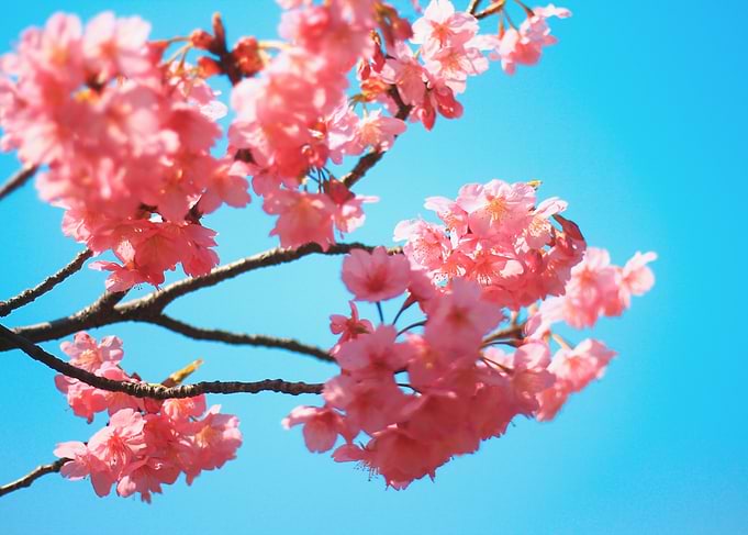 Beautiful Spring Pink Cherry Blossoms Blue Sky - Beauti ...