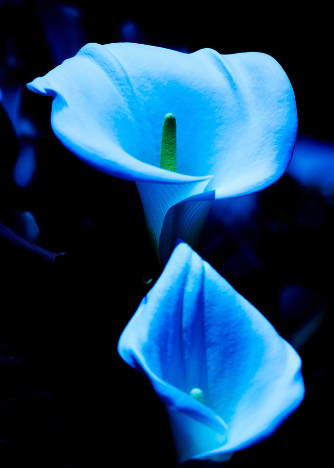 Beautiful Calla Lilies Pair Bathed in Blue Light - A pa ...