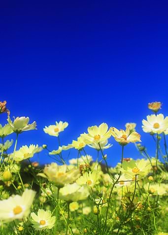 Lovely Yellow Cosmos Clear Blue Sky Flower Field - Love ...